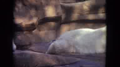Lincoln Park Illinois USA (1972): Sleepy Polar Bear At The Zoo In A Shady Area