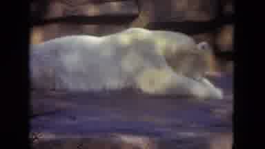 Lincoln Park Illinois USA (1972): Bod White Bear Laying Down On The Ground Looking