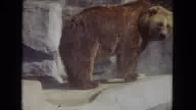Lincoln Park Illinois USA (1972): Brown Bear Standing On A Rock In A Zoo On A