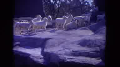 Lincoln Park Illinois USA (1972): More Of The Sheep Are Going To The Top Of The