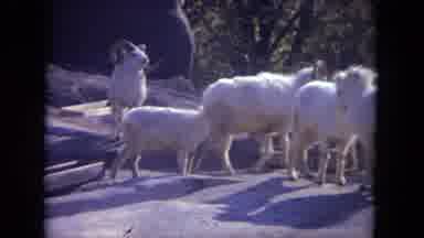 Lincoln Park Illinois USA (1972): Herd Of Mountain Goats Standing On Rocks
