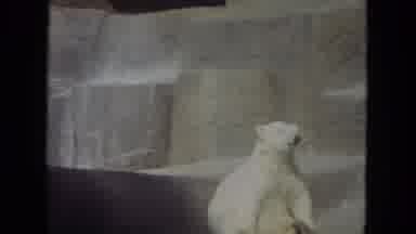 Lincoln Park Illinois USA (1972): Polar Bear Sitting Up And Sniffing The Air At