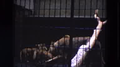 Lincoln Park Illinois USA (1972): Baby Felines In A Zoo Cage Play With Their