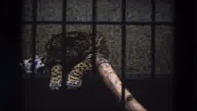 Lincoln Park Illinois USA (1972): Leopard Sleeps Peacefully While Parents Take