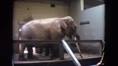 Lincoln Park Illinois USA (1972): Elephant Snacking With A Log With A Glimpse Of A