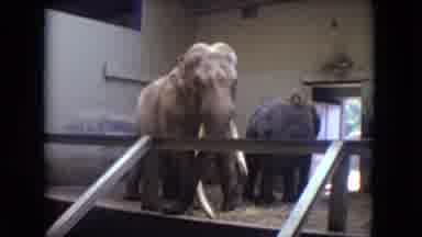Lincoln Park Illinois USA (1972): Elephants In Zoo Enclosure With Two Large Tusks