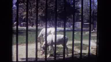 Lincoln Park Illinois USA (1972): Camels Deer Free Roaming Zoo Grounds