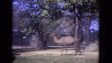 Lincoln Park Illinois USA (1972): One Camel Is Standing In The And Another Camel