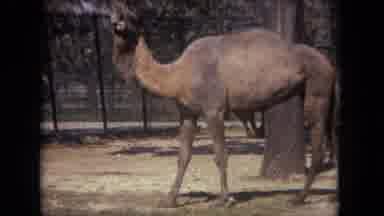 Lincoln Park Illinois USA (1972): Two Large Camels Walking And Grazing In A Pen In