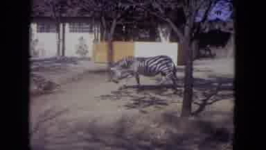 Lincoln Park Illinois USA (1972): A Zebra And An Ostrich Shown In A Dusty Zoo With