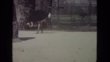Lincoln Park Illinois USA (1972): A Group Of Ostriches Roaming In An Enclosure In