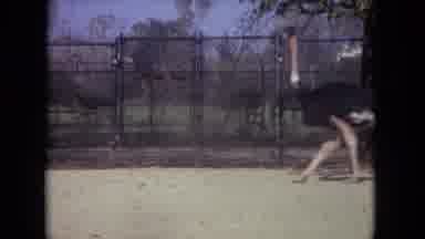 Lincoln Park Illinois USA (1972): At The Zoo And Seeing The Giraffes And The