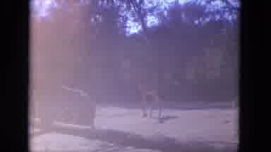 Lincoln Park Illinois USA (1972): Giraffes Roaming And Then Inside Of Home And A
