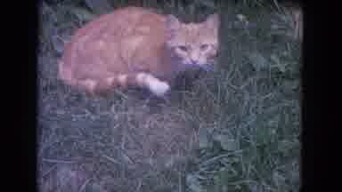 Lake Geneva Wisconsin USA (1972): Ginger Cat Relaxing In Grass