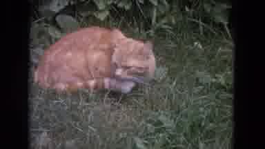 Lake Geneva Wisconsin USA (1972): Orange Cat Sits In Green Grass On A Bright Sunny
