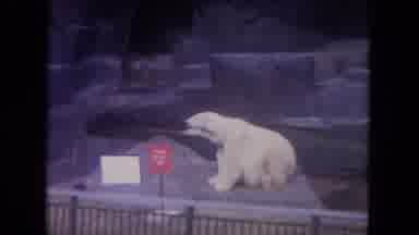 Colby Wisconsin USA (1972): Visitors Roaming Zoo Grounds Viewing Polar Bears