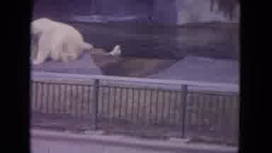Colby Wisconsin USA (1972): Two Polar Bears Relaxing In Their Zoo Enclosure