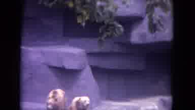 Colby Wisconsin USA (1972): Pair Of Polar Bears Watch Black Bear Walk On White