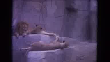 Colby Wisconsin USA (1972): White Tiger And Yellow Tiger Walk Around Cage While