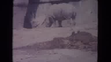 Colby Wisconsin USA (1972): Image Of Hippopotamus In Zoo On Day Of Visit Of The