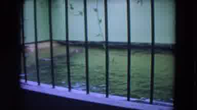 Colby Wisconsin USA (1972): A Hippo Swimming In A Pool Behind A Fence In A Zoo Or