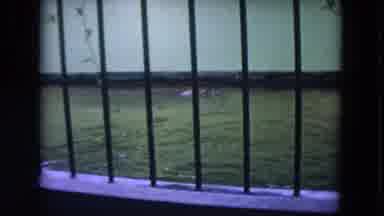 Colby Wisconsin USA (1972): Hippopotamus Swimming In A Pool Inside A Zoo Cage
