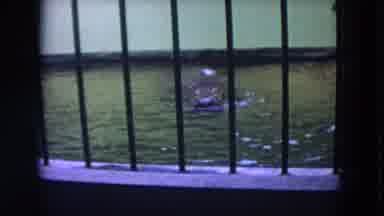 Colby Wisconsin USA (1972): Hippopotamus Swimming In Tank Inside Zoo On Summer Day