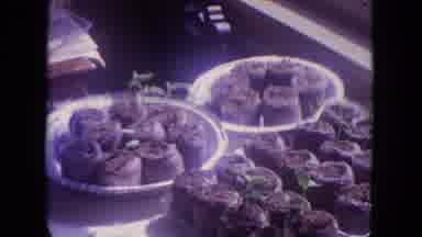 Racine Wisconsin USA (1972): Time Lapse Video Of A Bunch Of Small Seeds Being