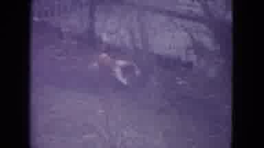 Racine Wisconsin USA (1972): Dogs Playing With Each Other From Either Side Of A