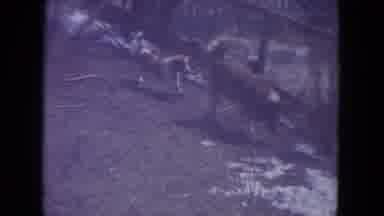 Racine Wisconsin USA (1972): Two Dogs Together Walking By A Fence Whilst Another