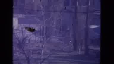 Racine Wisconsin USA (1972): A Boy Runs To A Clapping Person Then A Flower Is Seen
