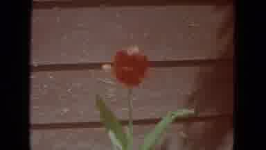 Racine Wisconsin USA (1972): A Red Flower Is Seen Followed By A Pink Flower