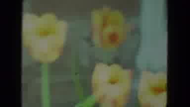 Racine Wisconsin USA-1972: Yellow And Pink Tulips Blowing In The Wind Planted In Front Of House