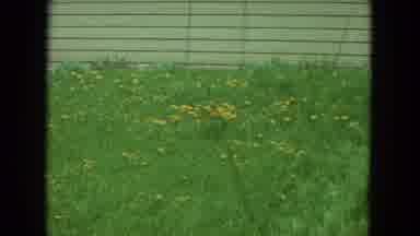 Racine Wisconsin USA-1972: Dandelions Growing Beautifully In Yard Shared By A
