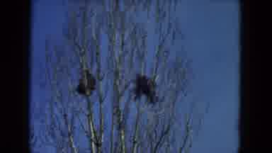Racine Wisconsin USA (1972): Winter Time Trees With Mistletoe In Them Then Summer