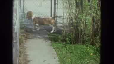Racine Wisconsin USA (1972): The Dogs Are All Playing In The Yard Near You
