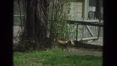 Racine Wisconsin USA (1972): The Dog Is Walking Around The Yard Looking For Others