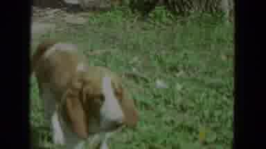 Racine Wisconsin USA (1972): Basset Hound Sniffing Grass And Walking Towards