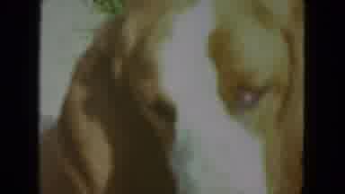 Racine Wisconsin USA (1972): Sad Dog Looking For Playmates Outside In The Sunshine