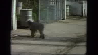 Racine Wisconsin USA (1972): Dogs Roaming Around