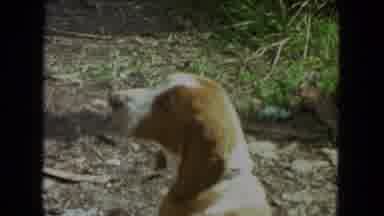 Racine Wisconsin USA (1972): Pet Dog Brown White Floppy Ears Yard Vegetation Sunny