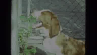 Racine Wisconsin USA (1972): The Dog Is Eating Some Leaves And One More Dog Is