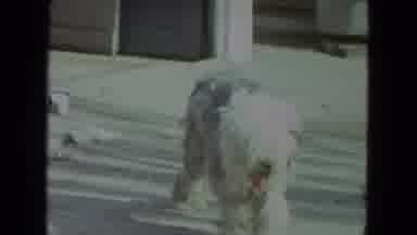 Racine Wisconsin USA (1972): The Dog Is Happy And Ready To Play With The Other Dog