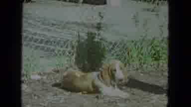 Racine Wisconsin USA (1972): Floppy Eared Dog Site By Fence Looks Around Sees A