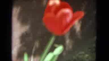 Racine Wisconsin USA (1972): Red Rose Is Shown Dog Is Exploring Its Surroundings