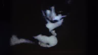 Racine Wisconsin USA (1972): A Black And White Cat Then Footage Of A Child In A
