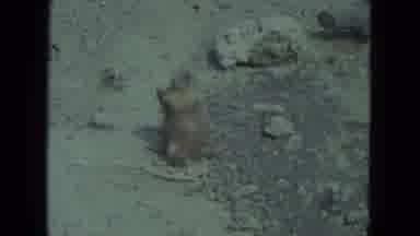 Racine Wisconsin USA (1972): Animal Doing Its Own Random Stuff With Stones And