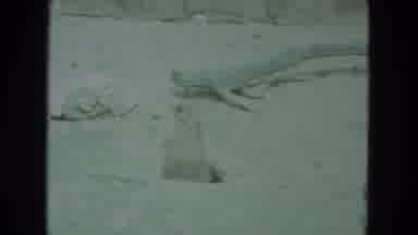 Racine Wisconsin USA (1972): Animals At Animal Park Including Penguin Secretary