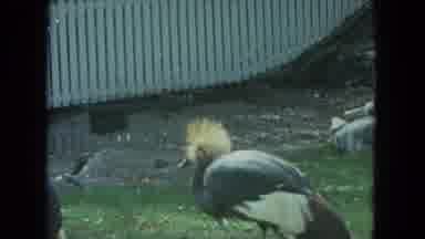 Racine Wisconsin USA (1972): View Of Grey Crowned Crane And Tiger On A Bright