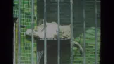 Racine Wisconsin USA (1972): Little Boy At Lincoln Park Zoo Sees Alligator In